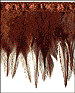 Click here for Feather Trims!