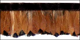 1 3/4" Plymouth Feather Fringe